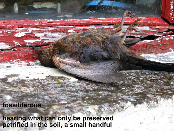 Ivy Alvarez Fossiliferous poem