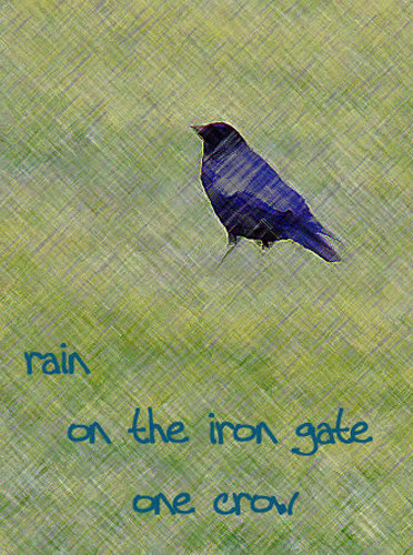 haiku crow